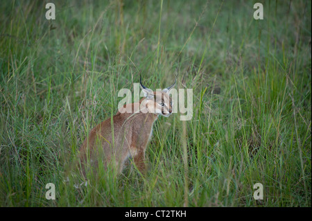 Caracal dans l'herbe haute dans le Mara Banque D'Images