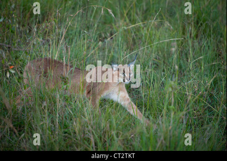 Caracal dans l'herbe haute dans le Mara Banque D'Images