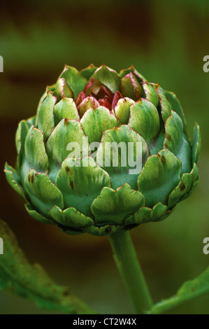 L'artichaut, Cynara scolymus 'Green Globe', vert ouverture du capitule. Banque D'Images