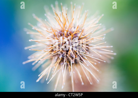 La nouvelle zelande bur, Acaena microphylla, Close up in shallow focus de barbelés épineux Burr Brown contre un fond vert bleu Banque D'Images