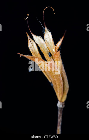 Aquilegia chrysantha, Aquilegia, l'Ancolie Banque D'Images