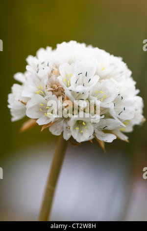 Armeria pseudarmeria, Thrift, rose de la mer Banque D'Images