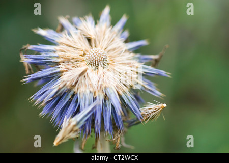 Potentilla orientalis, Globe thistle. Fleur Bleue en ce qui concerne les semences. Banque D'Images