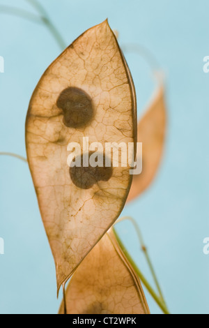 Lunaria rediviva, honnêteté Banque D'Images