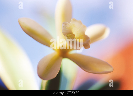 Vanilla planifolia Vanille, Banque D'Images