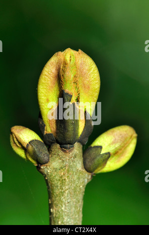 Les feuillus frêne fraxinus excelsior bud Banque D'Images