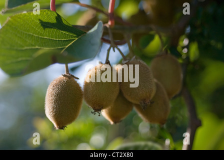 L'Actinidia chinensis, Kiwi Banque D'Images