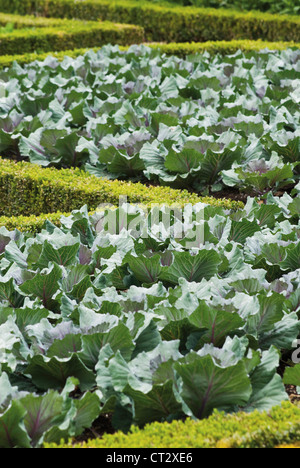 Buxus sempervirens, fort, couverture végétale commun contenant dans un jardin de Villandry en France. Banque D'Images