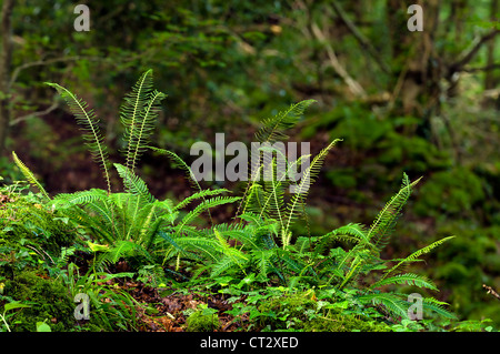 Hard fern Blechnum spicant dans une forêt dans la vallée de la Wye Banque D'Images