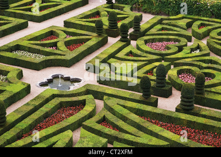 Buxus sempervirens, fort, commun Banque D'Images