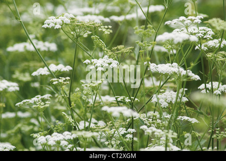 Anthriscus cerefolium cerfeuil, Banque D'Images