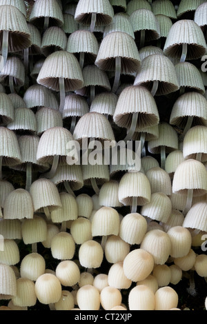 Angel's Bonnet Mycena arcangeliana champignons branchies sur moignon Banque D'Images