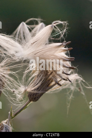 Cirsium arvense, chardon, chardon Banque D'Images