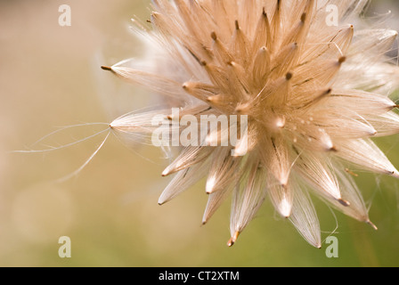 Cirsium arvense, chardon, chardon Banque D'Images