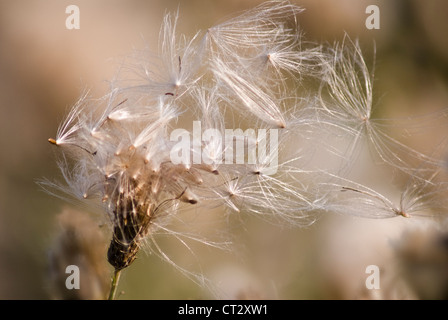 Chardon des champs Cirsium arvense, graines de silver plume au vent. Banque D'Images