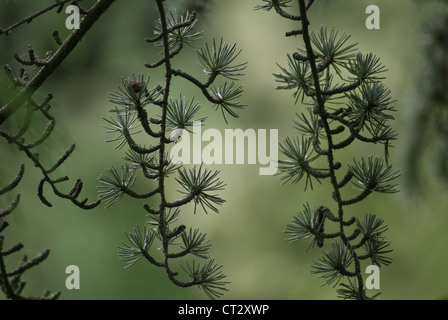 Cedrus atlantica, cèdre de l'Atlas Banque D'Images