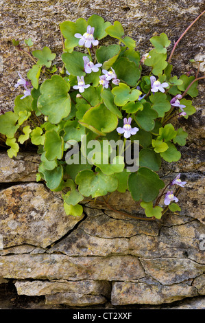 Cymbalaria muralis ou linaire à feuilles de lierre Lierre Kenilworth Banque D'Images