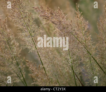 Calamagrostis brachytricha, Calamagrostis plume Coréen Banque D'Images