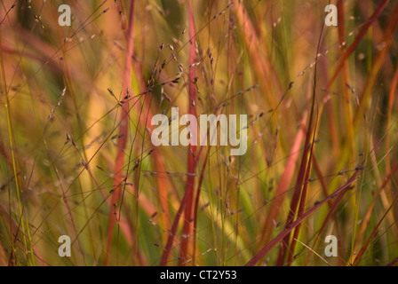 Imperata cylindrica 'Rubra', l'herbe rouge Banque D'Images