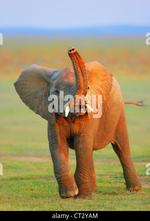 Bébé éléphant à coffre soulevé - Addo Elephant National Park - Afrique du Sud Banque D'Images