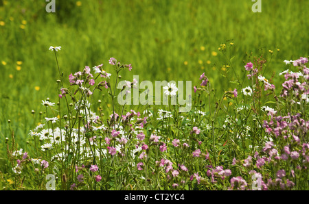 Silene dioica, Campion, rouge Banque D'Images