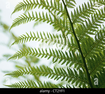 Fougère Banque D'Images