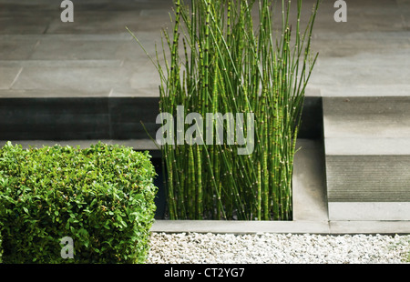 La prêle, Equisetum fluviatile, prêle d'eau Banque D'Images