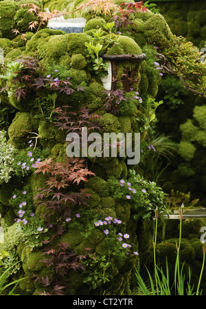 Acer palmatum 'Atropurpureum', érable japonais Banque D'Images