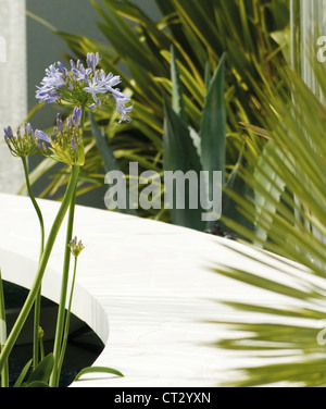 Agapanthus Banque D'Images