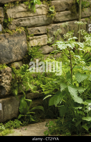 Urtica dioica, l'ortie Banque D'Images