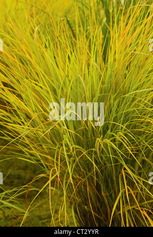 Stipa arundinacea 'teintes d'automne', herbe de queue de faisan Banque D'Images