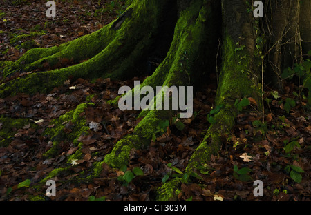 Fagus sylvatica, hêtre Banque D'Images