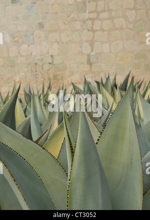 Agave celsii, de l'Agave Banque D'Images