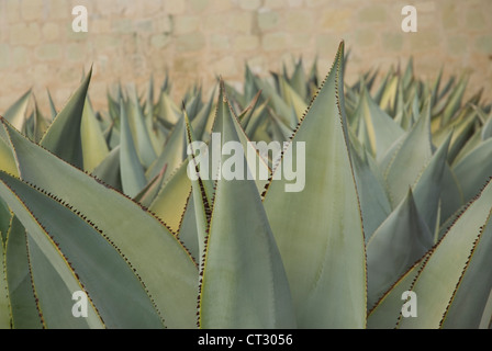 Agave celsii, de l'Agave Banque D'Images