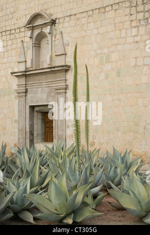 Agave celsii, de l'Agave Banque D'Images