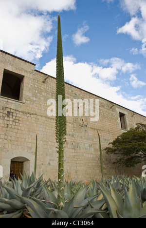 Agave celsii, de l'Agave Banque D'Images