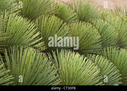 Agave stricta Agave, Banque D'Images