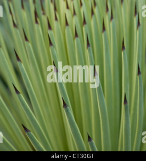 Agave stricta Agave, Banque D'Images