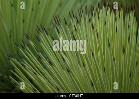 Agave stricta Agave, Banque D'Images