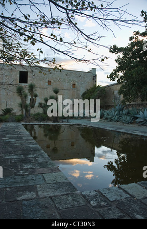 Agave Banque D'Images