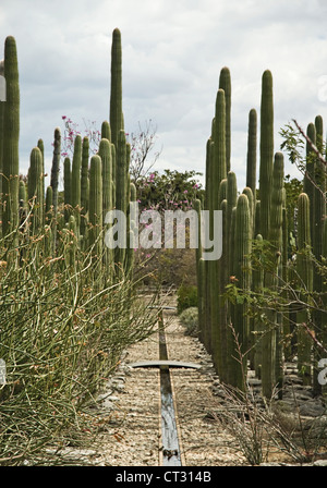 Carnegiea gigantea, Cactus, Saguaro cactus Banque D'Images