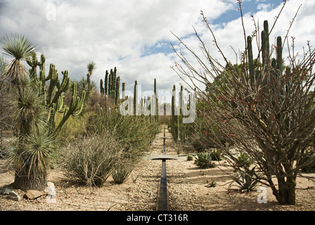 Carnegiea gigantea, Cactus, Saguaro cactus Banque D'Images