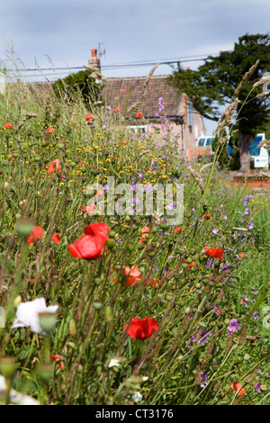 Bord de la route. Coquelicot coquelicots,et autres fleurs sauvages britannique au bord de la route en milieu rural,Norfolk UK. Banque D'Images