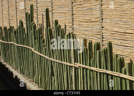 Pachycereus Marginatus, cactus, cactus mexicain post clôture Banque D'Images