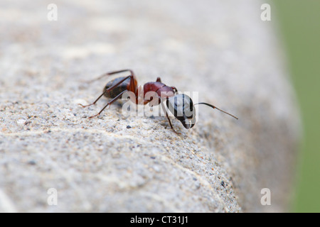 Ant sur rock ; close up ; Espagne Banque D'Images