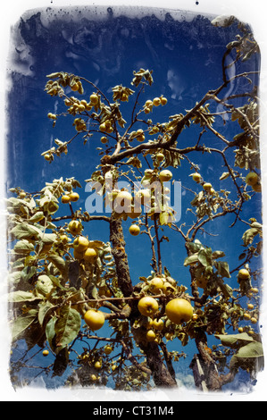 Apple Tree Weingarten Allemagne Bade-Wurtemberg Banque D'Images