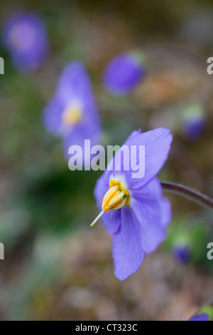 L'oreille de l'ours ; Primula auricula ; Pyrénées ; Espagne Banque D'Images