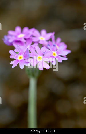 Birds Eye ; Primrose Primula farinosa ; Pyrénées ; Espagne Banque D'Images