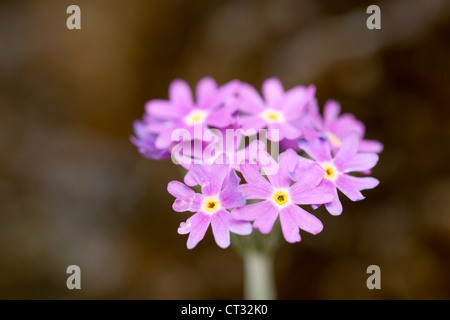 Birds Eye ; Primrose Primula farinosa ; Pyrénées ; Espagne Banque D'Images