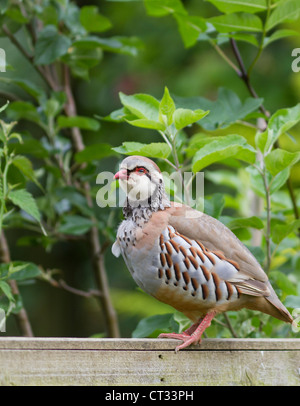 Pattes rouge perdrix dans jardin de banlieue, Surrey, UK Banque D'Images